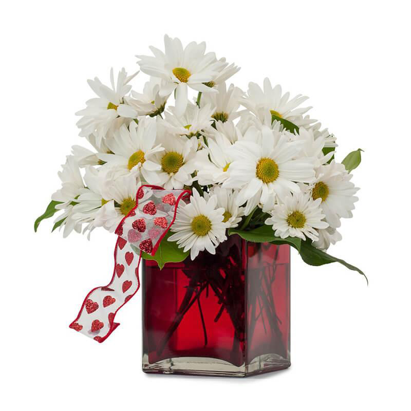A Daisy a Day