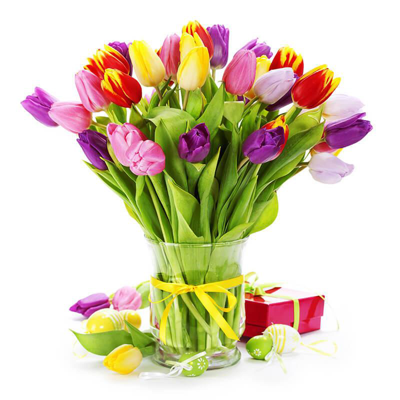 Tulip Delight